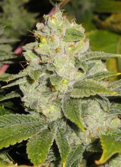 Primer plano de un cogollo de cannabis con pequeñas hojas verdes, abundante recubrimiento blanquecino y filamentos anaranjados. Primer plano de un cogollo de cannabis con pequeñas hojas verdes, abundante recubrimiento blanquecino y filamentos anaranjados.
