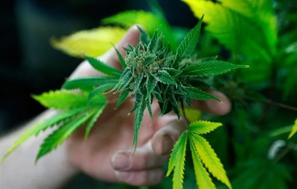 Primer plano de una mano sosteniendo un cogollo de cannabis en la planta, rodeado de hojas verdes y algunas amarillentas. Primer plano de una mano sosteniendo un cogollo de cannabis en la planta, rodeado de hojas verdes y algunas amarillentas.