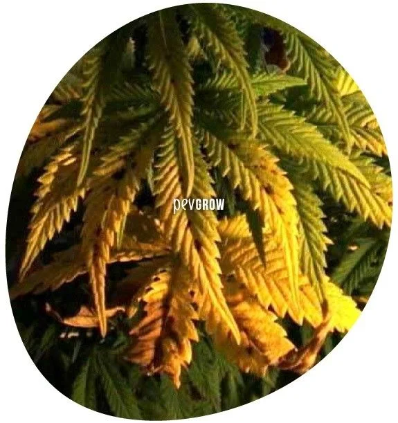 Hojas de cannabis caídas, con tonos amarillos y marrones, bordes curvados y algunas manchas oscuras, entre follaje verde.
