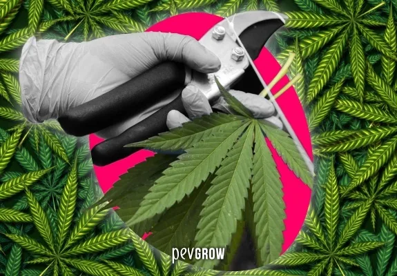 Montaje de manos con guantes y tijeras de poda junto a hojas de cannabis, sobre un óvalo rosa y un fondo de hojas verdes.
