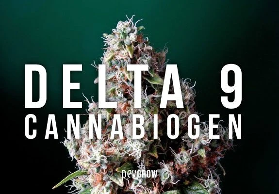 Cogollo de cannabis en primer plano sobre fondo verde oscuro, con el texto blanco «DELTA 9 CANNABIOGEN» superpuesto.