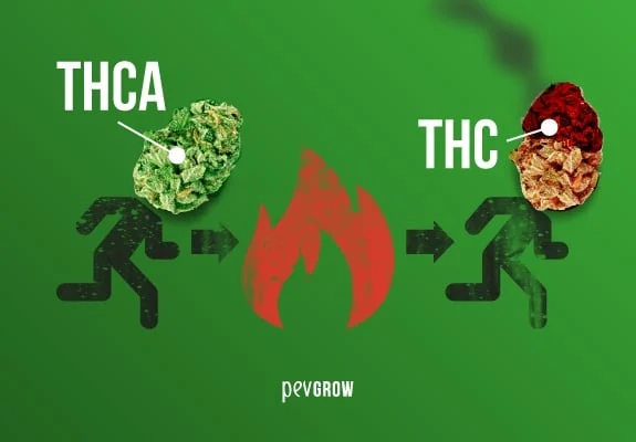 Esquema sobre fondo verde con dos figuras con cogollos como cabezas, rotuladas «THCA» y «THC», unidas por flechas y una llama central.
