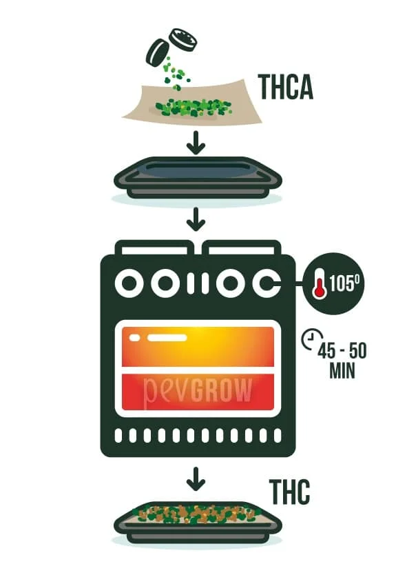 Esquema de cannabis triturado sobre papel y una bandeja que pasa por el horno, con indicaciones de 105° y 45–50 minutos.