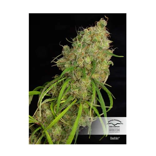 Cogollo de cannabis alargado con hojas estrechas y filamentos anaranjados sobre fondo negro, con la etiqueta «Desfrán». Cogollo de cannabis alargado con hojas estrechas y filamentos anaranjados sobre fondo negro, con la etiqueta «Desfrán».