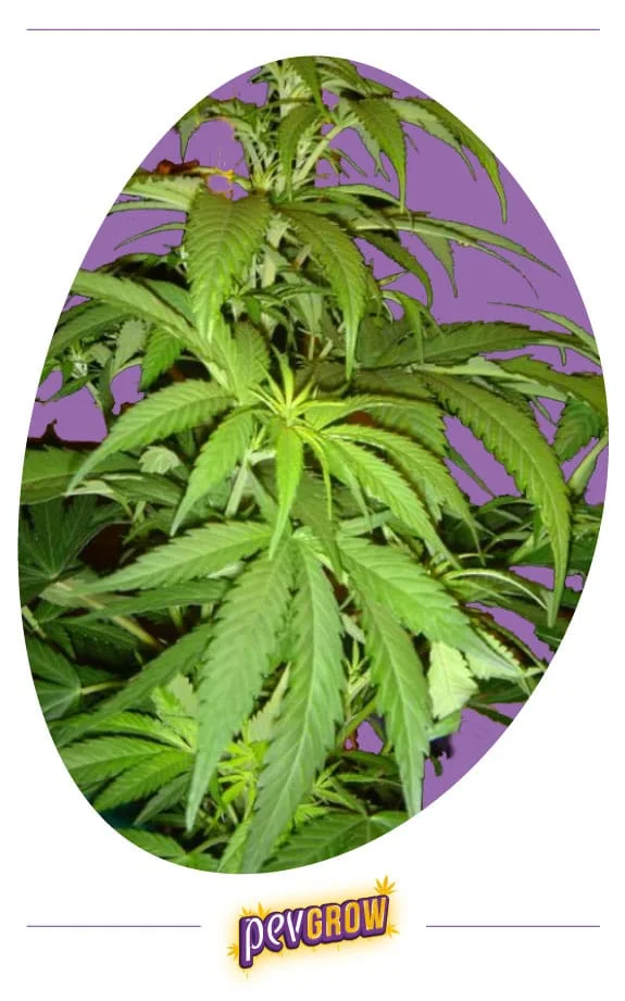Detalle de tallos y hojas dentadas de cannabis sobre fondo morado, en un recorte ovalado con el logotipo Pevgrow debajo. Detalle de tallos y hojas dentadas de cannabis sobre fondo morado, en un recorte ovalado con el logotipo Pevgrow debajo.