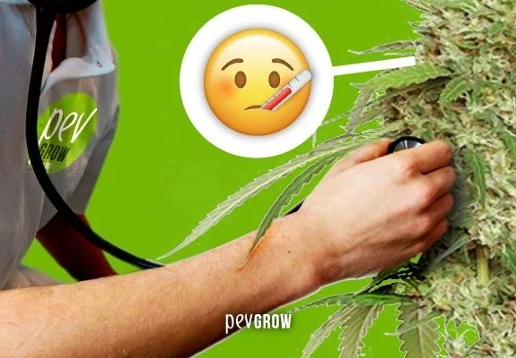 Montaje de una persona que acerca un estetoscopio a una planta de cannabis, con un emoji con termómetro sobre fondo verde.