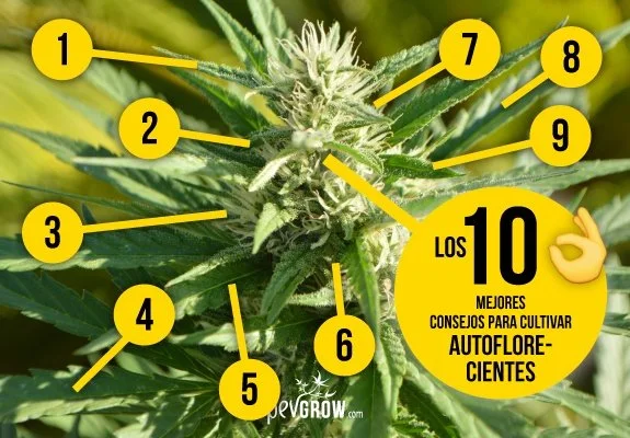Primer plano de una flor de cannabis con círculos amarillos numerados y el texto «Los 10 mejores consejos para cultivar autoflorecientes». Primer plano de una flor de cannabis con círculos amarillos numerados y el texto «Los 10 mejores consejos para cultivar autoflorecientes».