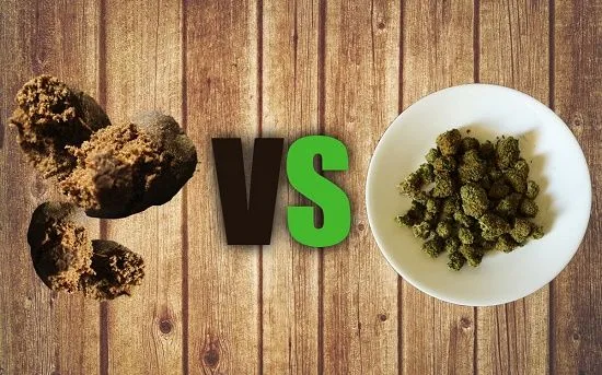 Comparación de trozos marrones de hachís y cogollos verdes de cannabis en un plato blanco, separados por «VS» sobre madera.