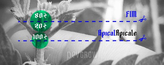 Diagrama sobre una planta de cannabis que señala con líneas azules y tijeras dos alturas de corte para las podas FIM y apical.