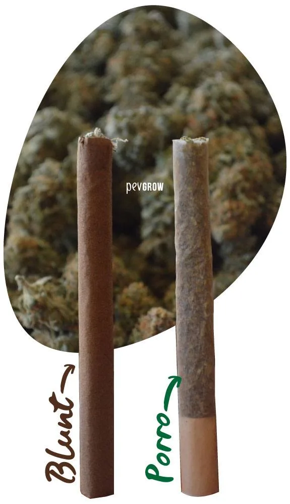 Comparación de un blunt de envoltura marrón y un porro de papel claro con filtro, rotulados ante un fondo de cogollos.