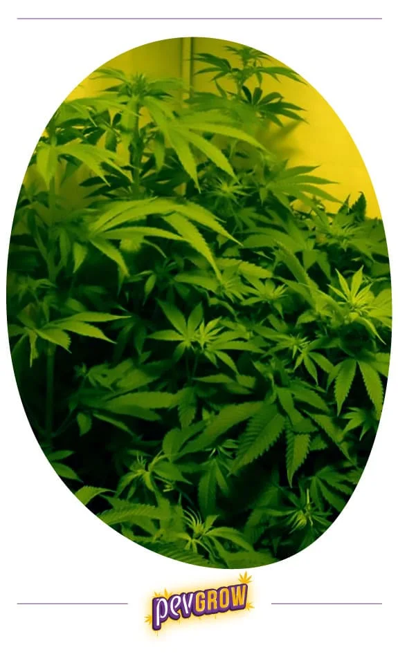 Vista de varias plantas de cannabis con tallos elevados y abundante follaje bajo luz amarillenta, dentro de un marco ovalado. Vista de varias plantas de cannabis con tallos elevados y abundante follaje bajo luz amarillenta, dentro de un marco ovalado.