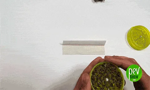Unas manos sostienen un grinder verde abierto con cannabis triturado frente a un papel de liar vacío; la tapa queda arriba a la derecha.