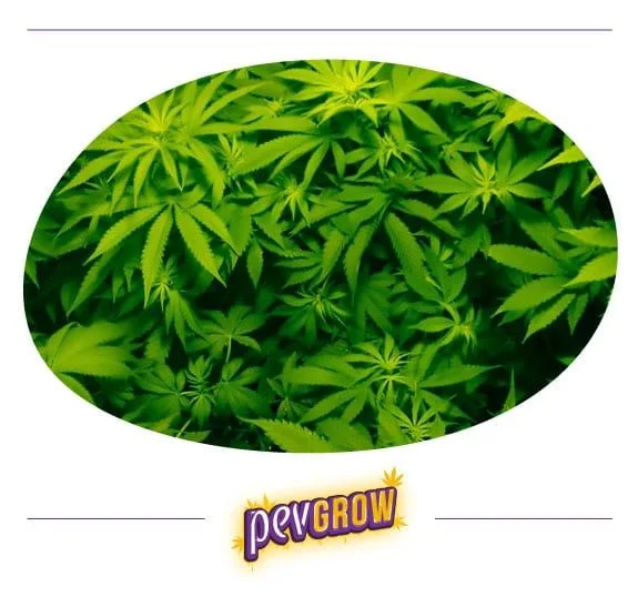 Vista cenital de un dosel de cannabis con hojas dentadas y brotes de verde claro, en un recorte ovalado con logotipo Pevgrow. Vista cenital de un dosel de cannabis con hojas dentadas y brotes de verde claro, en un recorte ovalado con logotipo Pevgrow.