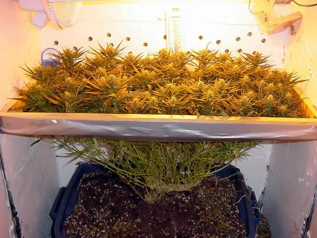 Planta de cannabis con numerosas ramas y flores a una altura uniforme bajo luz amarilla, en una gran maceta dentro de un armario. Planta de cannabis con numerosas ramas y flores a una altura uniforme bajo luz amarilla, en una gran maceta dentro de un armario.