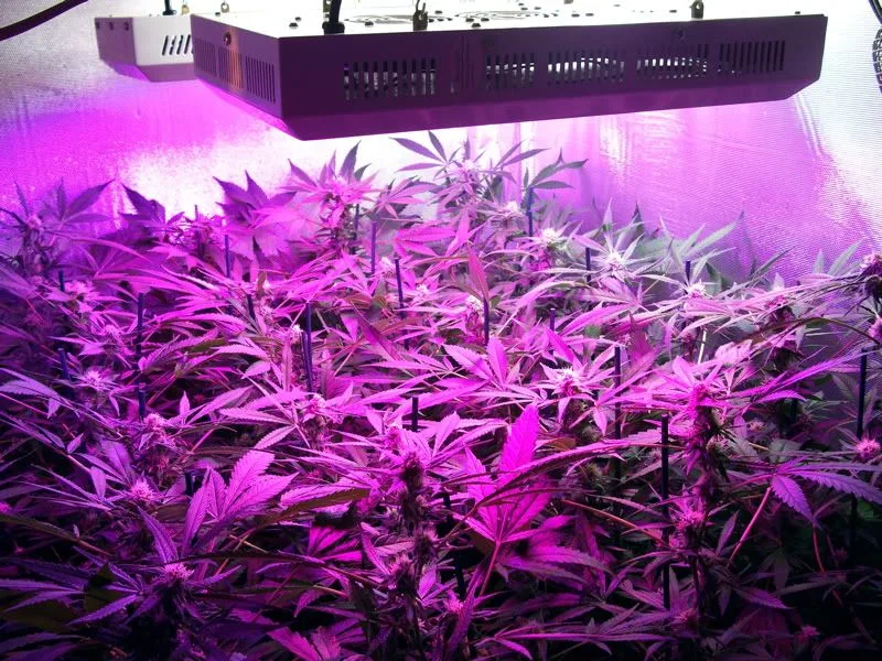 Plantas de cannabis con flores bajo paneles de iluminación violeta, dentro de un recinto con paredes reflectantes.