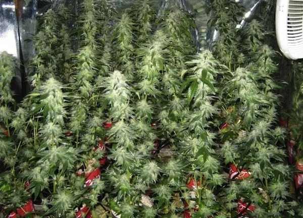 Numerosas plantas de cannabis en floración, con largas ramas floridas y macetas rojas en un recinto reflectante.