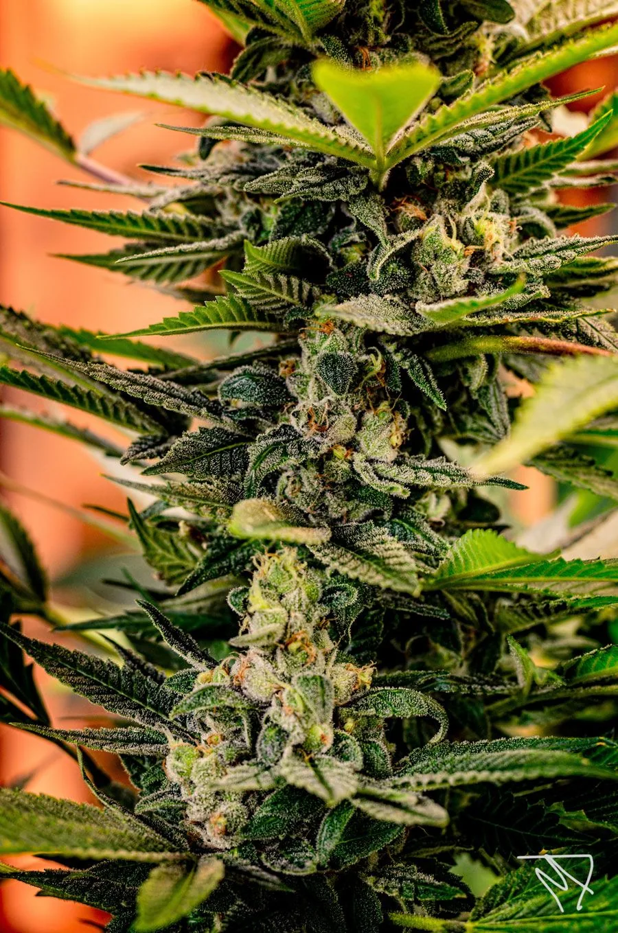 Primer plano vertical de flores de cannabis con hojas dentadas, abundantes tricomas y pistilos anaranjados sobre fondo cálido desenfocado. Primer plano vertical de flores de cannabis con hojas dentadas, abundantes tricomas y pistilos anaranjados sobre fondo cálido desenfocado.