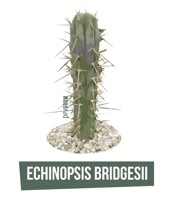 Ilustración de un cactus columnar verde con largas espinas, sobre una base de grava y con el rótulo «Echinopsis bridgesii». Ilustración de un cactus columnar verde con largas espinas, sobre una base de grava y con el rótulo «Echinopsis bridgesii».