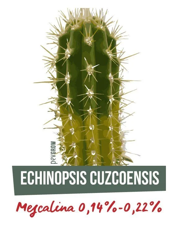 Lámina de Echinopsis cuzcoensis con un cactus columnar verde de largas espinas y el texto «Mezcalina 0,14%-0,22%». Lámina de Echinopsis cuzcoensis con un cactus columnar verde de largas espinas y el texto «Mezcalina 0,14%-0,22%».