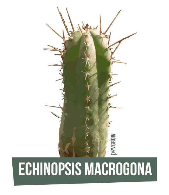 Lámina de Echinopsis macrogona con un tallo verde de costillas marcadas, largas espinas marrones y el nombre en una franja inferior. Lámina de Echinopsis macrogona con un tallo verde de costillas marcadas, largas espinas marrones y el nombre en una franja inferior.