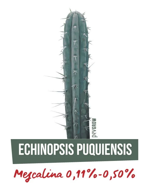 Lámina de Echinopsis puquiensis con un tallo alargado verde azulado, espinas y el texto «Mescalina 0,11%-0,50%». Lámina de Echinopsis puquiensis con un tallo alargado verde azulado, espinas y el texto «Mescalina 0,11%-0,50%».