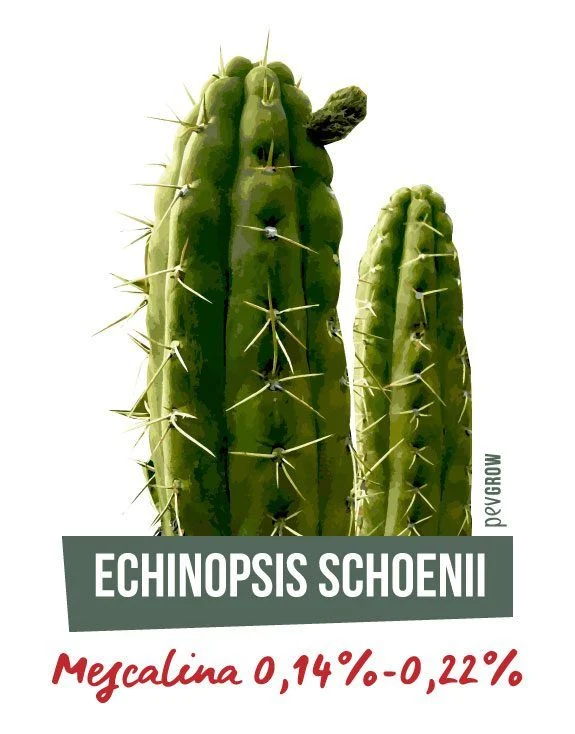 Lámina de Echinopsis schoenii con dos tallos verdes de largas espinas y el texto «Mescalina 0,14%-0,22%». Lámina de Echinopsis schoenii con dos tallos verdes de largas espinas y el texto «Mescalina 0,14%-0,22%».