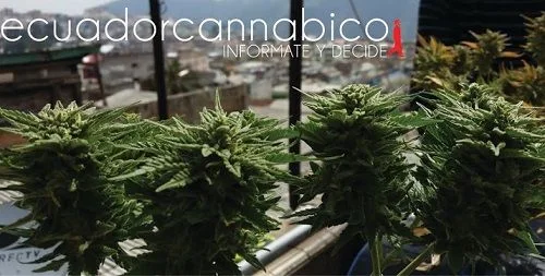 Varios cogollos de cannabis en primer plano bajo el texto «ecuadorcannabico» y el lema «Infórmate y decide».