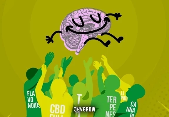 Ilustración de un cerebro sonriente sobre figuras con los brazos alzados y rótulos de compuestos, entre ellos CBD y flavonoides.