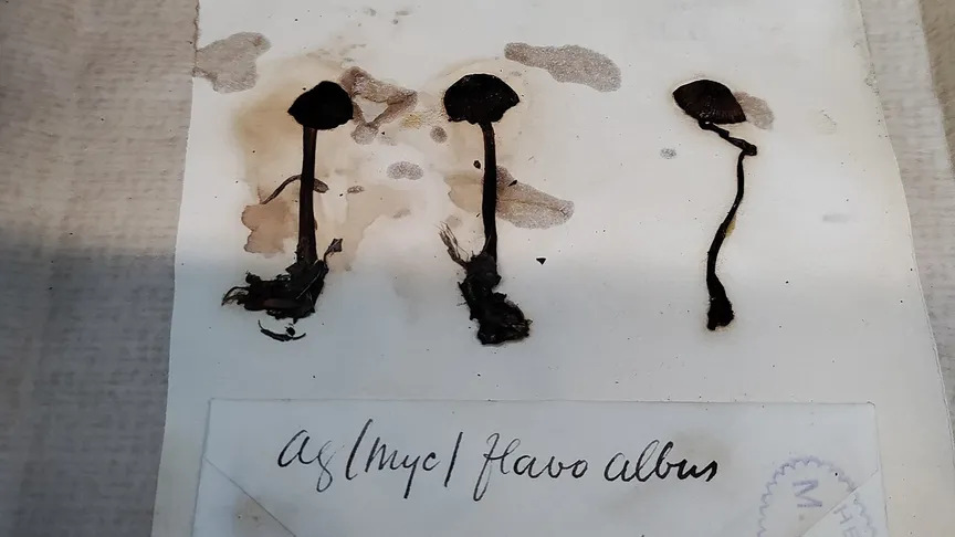 Tres ejemplares secos de setas, oscuros y de pie largo, sobre un pliego de papel manchado, con parte de una etiqueta manuscrita debajo Tres ejemplares secos de setas, oscuros y de pie largo, sobre un pliego de papel manchado, con parte de una etiqueta manuscrita debajo
