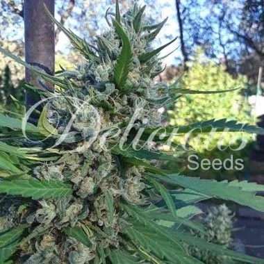 Cogollo de Eleven Roses al aire libre, con hojas verdes, abundantes filamentos claros y marca de agua de Delicious Seeds.