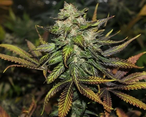 Cogollo de cannabis en la planta, rodeado de hojas dentadas verdes y moradas con nervaduras amarillas, sobre un fondo desenfocado.