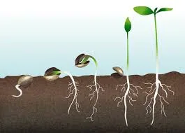 Ilustración de las etapas de germinación de una semilla, con raíces bajo tierra y un brote que desarrolla sus primeras hojas.