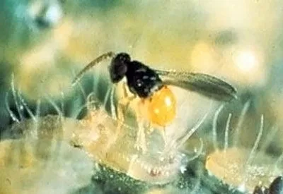 Pequeño insecto de cabeza y tórax negros, abdomen amarillo y alas transparentes sobre una superficie vegetal con pelos. Pequeño insecto de cabeza y tórax negros, abdomen amarillo y alas transparentes sobre una superficie vegetal con pelos.
