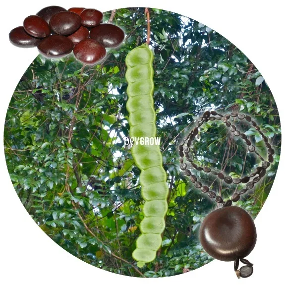 Composición con una larga vaina verde segmentada, semillas marrones brillantes y collares de semillas sobre un fondo de vegetación. Composición con una larga vaina verde segmentada, semillas marrones brillantes y collares de semillas sobre un fondo de vegetación.