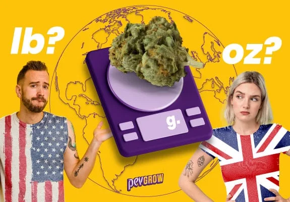 Montaje con cogollos sobre una báscula morada, los símbolos lb, oz y g, y dos personas con camisetas de Estados Unidos y Reino Unido. Montaje con cogollos sobre una báscula morada, los símbolos lb, oz y g, y dos personas con camisetas de Estados Unidos y Reino Unido.