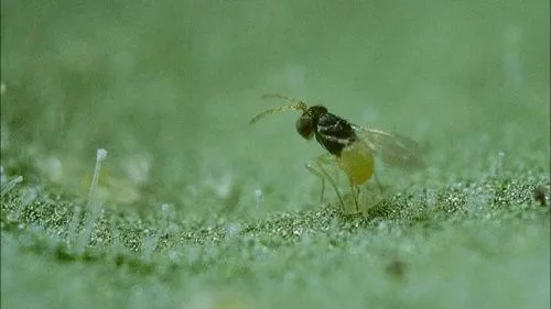 Pequeño insecto de cabeza oscura, abdomen amarillo y alas transparentes sobre la superficie vellosa de una hoja verde. Pequeño insecto de cabeza oscura, abdomen amarillo y alas transparentes sobre la superficie vellosa de una hoja verde.
