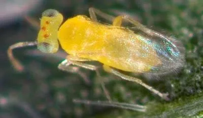 Primer plano de un insecto amarillo con antenas, patas finas y alas transparentes plegadas sobre el cuerpo. Primer plano de un insecto amarillo con antenas, patas finas y alas transparentes plegadas sobre el cuerpo.