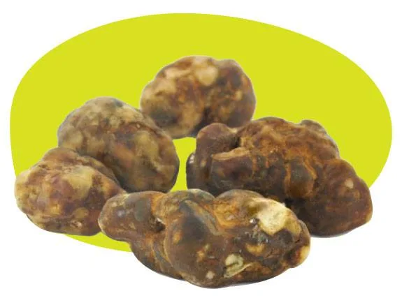 Grupo de esclerocios de formas abultadas e irregulares, con manchas marrones y claras, ante un óvalo amarillo verdoso.