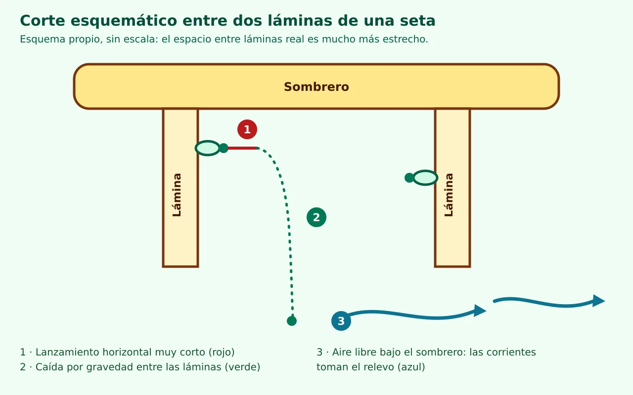 Esquema de dos láminas bajo un sombrero: una espora sale en horizontal con un trazo rojo corto, cae en línea punteada y flechas azules de aire la recogen. Esquema de dos láminas bajo un sombrero: una espora sale en horizontal con un trazo rojo corto, cae en línea punteada y flechas azules de aire la recogen.