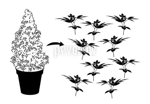 Esquema en blanco y negro de una planta en maceta y una flecha hacia nueve esquejes con hojas y tallos cortos.