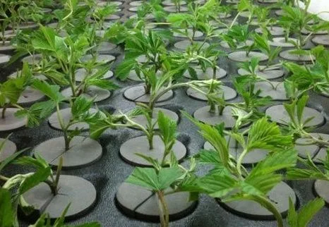 Esquejes de cannabis con hojas verdes insertados en discos grises, dispuestos en filas sobre una bandeja negra. Esquejes de cannabis con hojas verdes insertados en discos grises, dispuestos en filas sobre una bandeja negra.