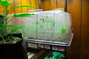 Propagador con tapa transparente cubierta de condensación, plantas en su interior y etiquetas en el borde de la bandeja.