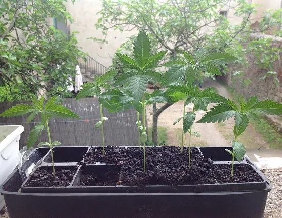 Varias plantas jóvenes de cannabis en pequeñas macetas con tierra, agrupadas en una bandeja negra junto a una ventana. Varias plantas jóvenes de cannabis en pequeñas macetas con tierra, agrupadas en una bandeja negra junto a una ventana.