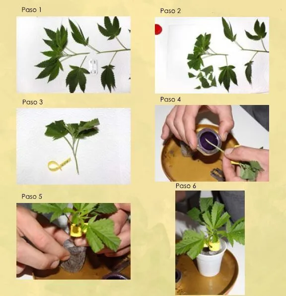 Secuencia de seis pasos con una rama de cannabis, recorte de hojas y colocación del esqueje en un soporte y un vaso blanco. Secuencia de seis pasos con una rama de cannabis, recorte de hojas y colocación del esqueje en un soporte y un vaso blanco.
