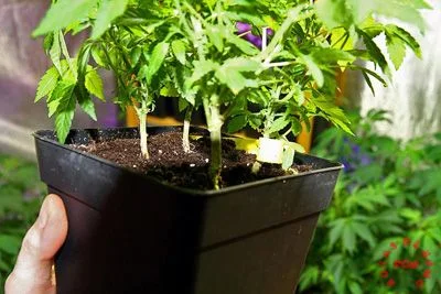 Una mano sostiene una maceta negra cuadrada con sustrato y varios esquejes de cannabis con hojas verdes.