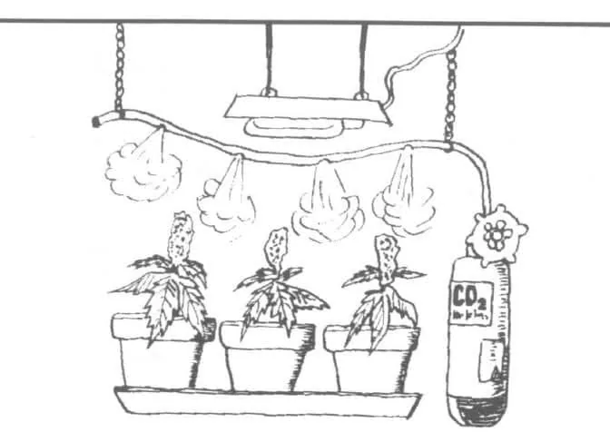 Dibujo de una bombona de CO₂ conectada a un tubo con salidas sobre tres macetas bajo una lámpara