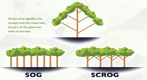 Diagrama del dosel vegetal que compara SOG, con muchas plantas juntas, y SCROG, con menos plantas y ramas extendidas. Diagrama del dosel vegetal que compara SOG, con muchas plantas juntas, y SCROG, con menos plantas y ramas extendidas.