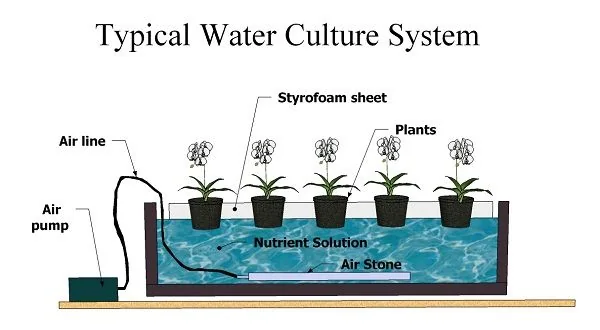 Esquema hidropónico con cinco plantas sobre una lámina de poliestireno y una bomba que airea la solución nutritiva. Esquema hidropónico con cinco plantas sobre una lámina de poliestireno y una bomba que airea la solución nutritiva.