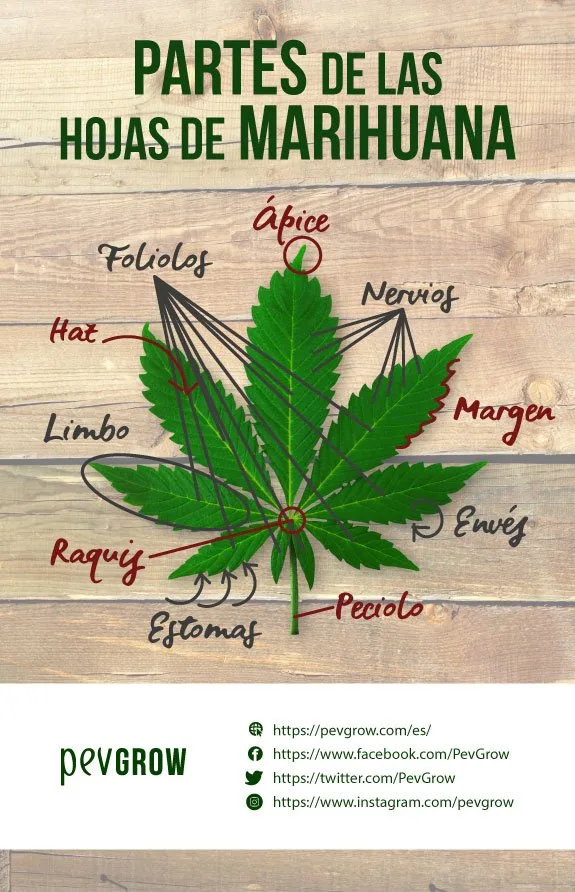 Esquema de una hoja de marihuana con flechas y rótulos que señalan sus partes sobre un fondo de madera.