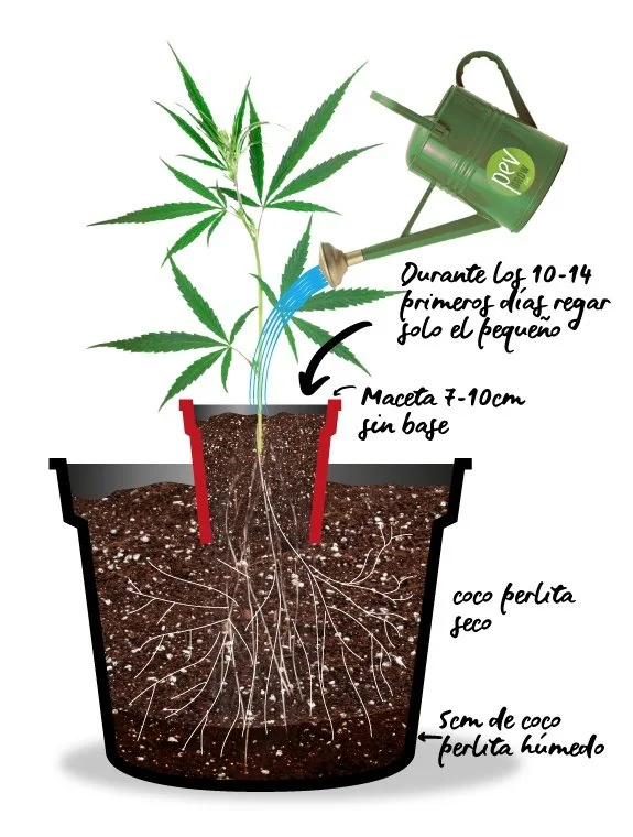 Esquema de una planta de cannabis en una maceta pequeña sin base, dentro de otra mayor, con raíces visibles y riego localizado. Esquema de una planta de cannabis en una maceta pequeña sin base, dentro de otra mayor, con raíces visibles y riego localizado.
